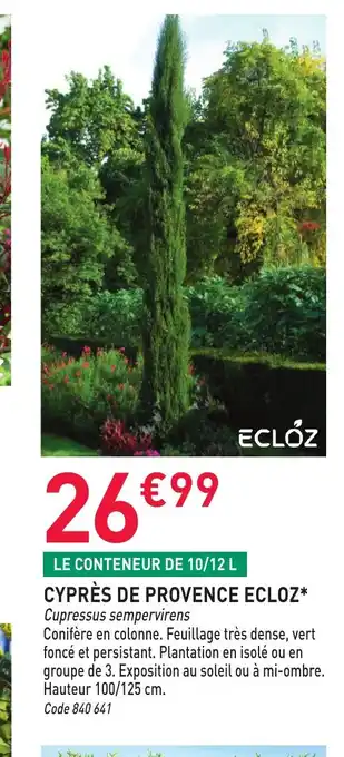 Cyprès de provence ecloz
