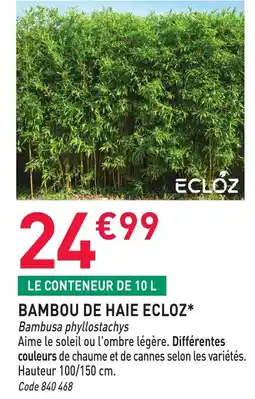RAGT Jardin & Maison Bambou de haie ecloz offre