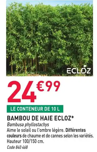 RAGT Jardin & Maison Bambou de haie ecloz offre