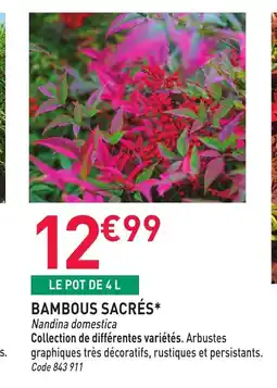 RAGT Jardin & Maison Bambous sacrés offre