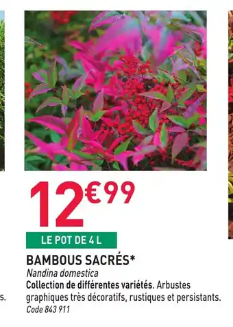 Bambous sacrés