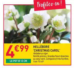 RAGT Jardin & Maison Hellébore christmas carol offre