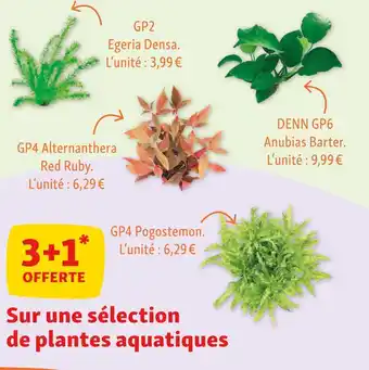 Maxi Zoo 3+1 offerte sur une sélection de plantes aquatiques offre