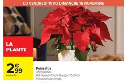 Carrefour Market Poinsettia offre