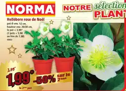 Norma Hellébore rose de Noël offre
