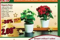 Norma Bégonia Roma offre