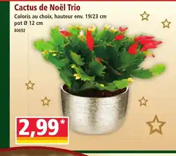 Norma Cactus de Noël Trio offre