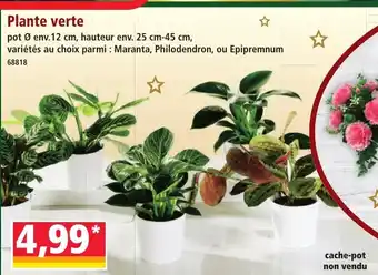 Norma Plante verte offre