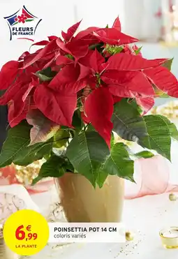 Intermarché Poinsettia pot offre