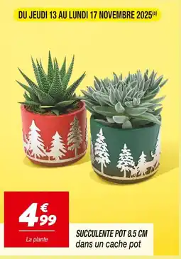 Netto Succulente 8.5 cm offre