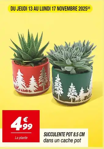 Netto Succulente 8.5 cm offre