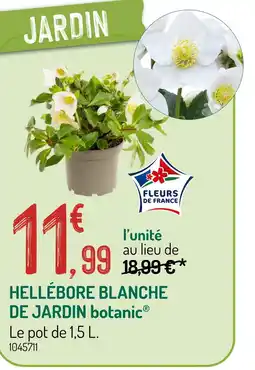Botanic botanic Hellébore blanche de jardin offre