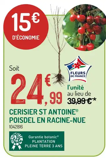 Botanic Cerisier St Antoine Poidsel en racine-nue offre