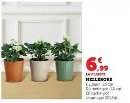 Bi1 Hellebore offre