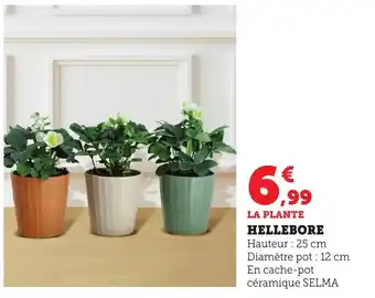 Bi1 Hellebore offre