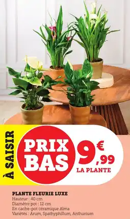 Bi1 Plante fleurie luxe offre