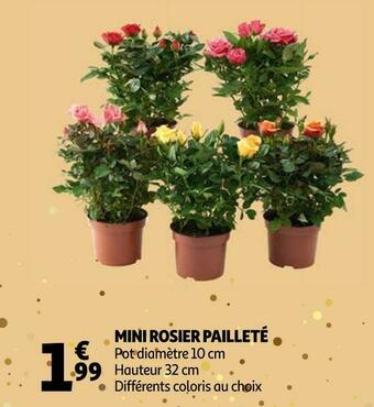 Auchan Mini rosier pailleté offre