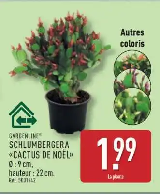 ALDI Schlumbergera cactus de Noël offre