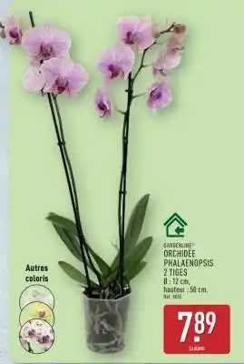 ALDI Orchidée Phalaenopsis offre
