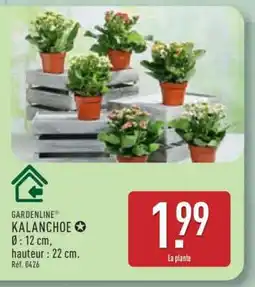 ALDI GARDENLINE KALANCHOE offre