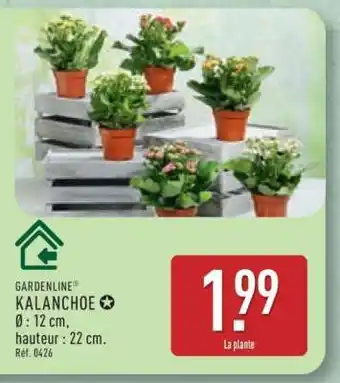 ALDI GARDENLINE KALANCHOE offre
