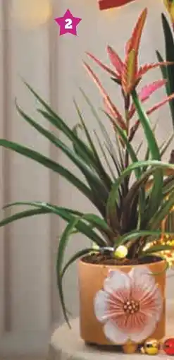 Super U Plante fleurie luxe offre