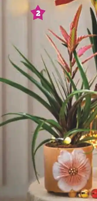 Super U Plante fleurie luxe offre