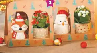 Super U Coffret plante et figurine offre