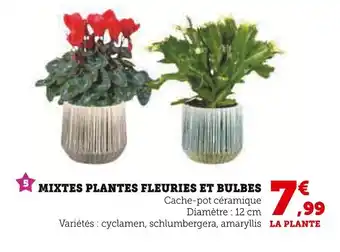 Super U Mixtes plantes fleuries et bulbes offre
