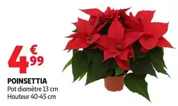 Auchan Poinsettia offre