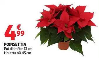 Auchan Poinsettia offre