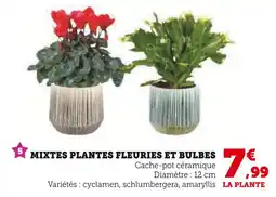 U Express Mixte plantes fleuries et bulbes offre