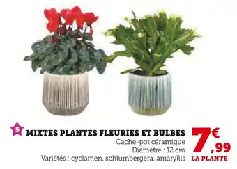 U Express Mixte plantes fleuries et bulbes offre