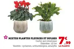 Super U Mixte plantes fleuries et bulbes offre