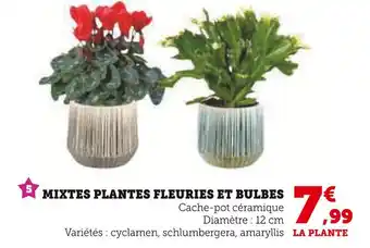 Super U Mixte plantes fleuries et bulbes offre