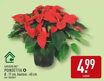 ALDI GARDENLINE Poinsettia offre