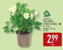 ALDI GARDENLINE Hellebore rose de noël offre