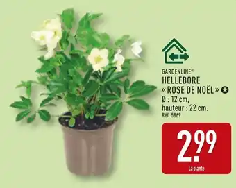 ALDI GARDENLINE Hellebore rose de noël offre