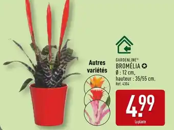 ALDI GARDENLINE Bromélia offre