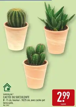 ALDI GARDENLINE Cactée ou succulente offre
