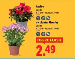 Lidl Azalée offre