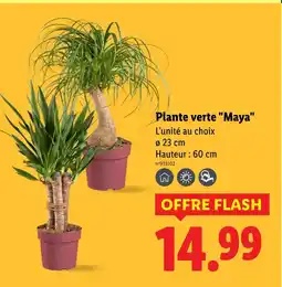 Lidl Plante verte Maya offre