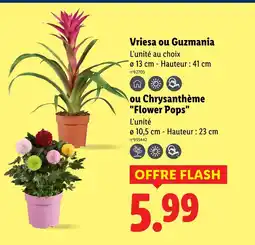 Lidl Vriesa ou guzmania offre