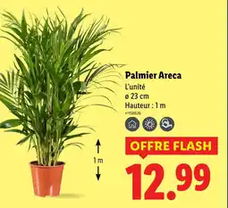 Lidl Palmier Areca offre
