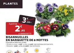 Bricomarché Bisannuelles en barquette de 6 mottes offre