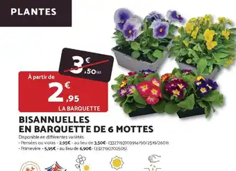 Bricomarché Bisannuelles en barquette de 6 mottes offre