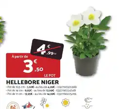 Bricomarché Hellebore niger offre