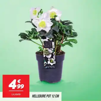 Netto Hellebore pot offre