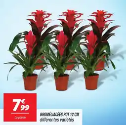 Netto Broméliacées pot offre