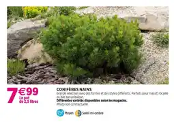 Delbard Conifères nains offre